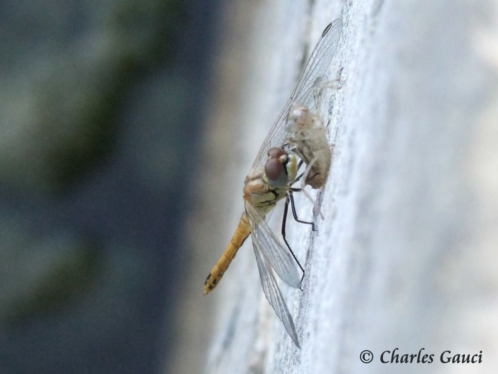 Scheda: Sympetrum fonscolombii